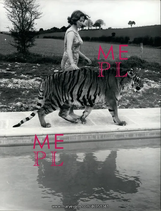 : Exotic. Feb. 26 Suki The Tiger After A Bath Walking With Trainer : Exotic. Feb. 26 Suki The Tiger After A Bath Walking With Trainer