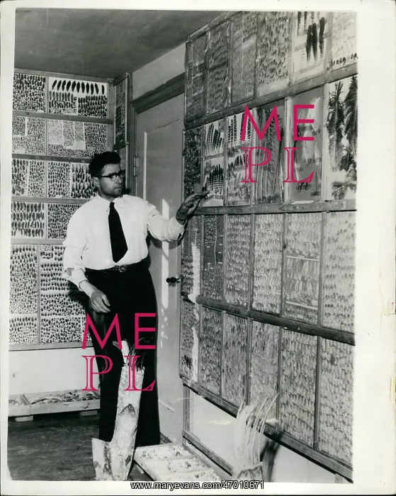 : Exotic. Mar. 10, 1964 - 10-3-64 The Feather Man 37 year old Herluf Hansen has retired : Exotic. Mar. 10, 1964 - 10-3-64 The Feather Man 37 year old Herluf Hansen has retired