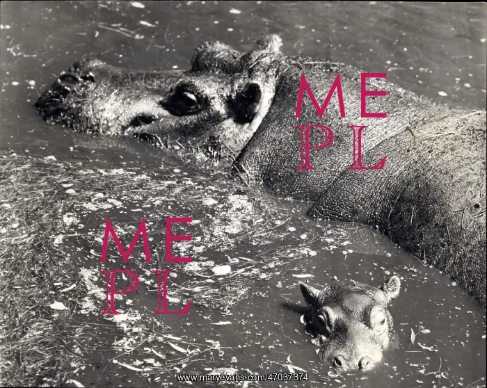 : Exotic. Jul. 17, 1967 - Baby Hippopotamus born at Whirsnade : Exotic. Jul. 17, 1967 - Baby Hippopotamus born at Whirsnade