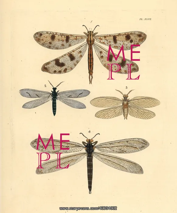  : Exotic antlion lacewings and fishfly