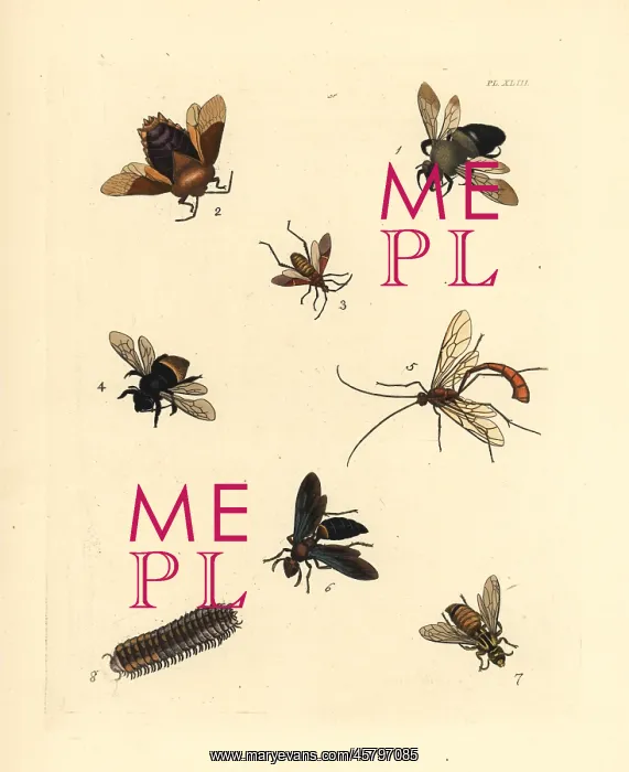 : Exotic bees and wasps : Exotic bees and wasps