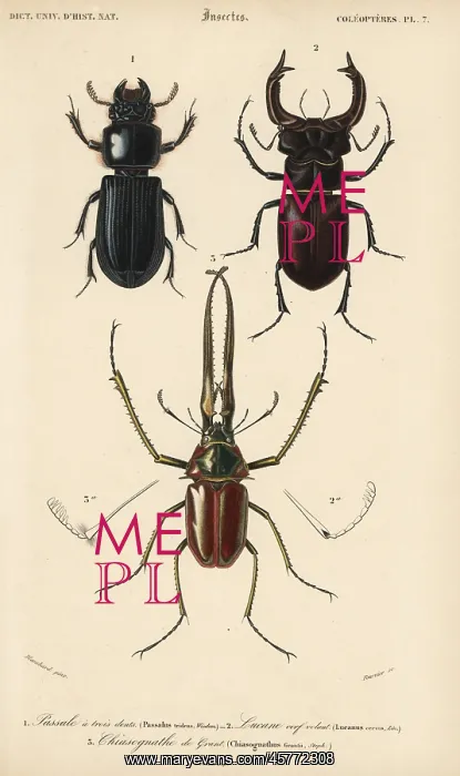 : Exotic beetles : Exotic beetles