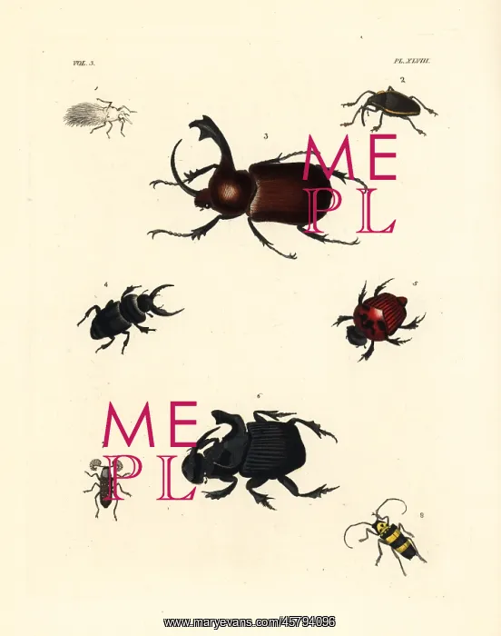 : Exotic beetles : Exotic beetles