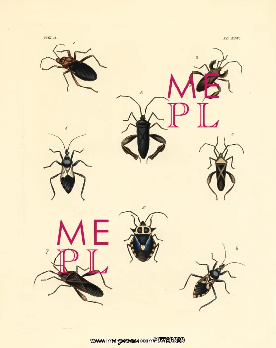 : Exotic beetles : Exotic beetles