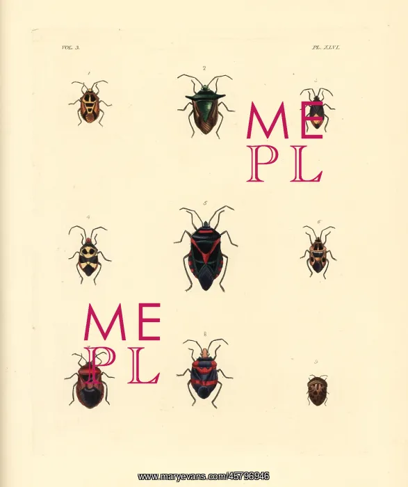  : Exotic beetles