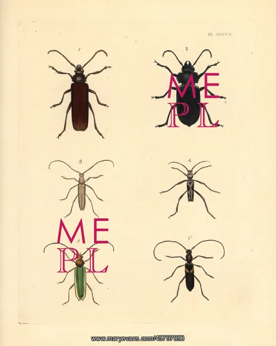 : Exotic beetles : Exotic beetles