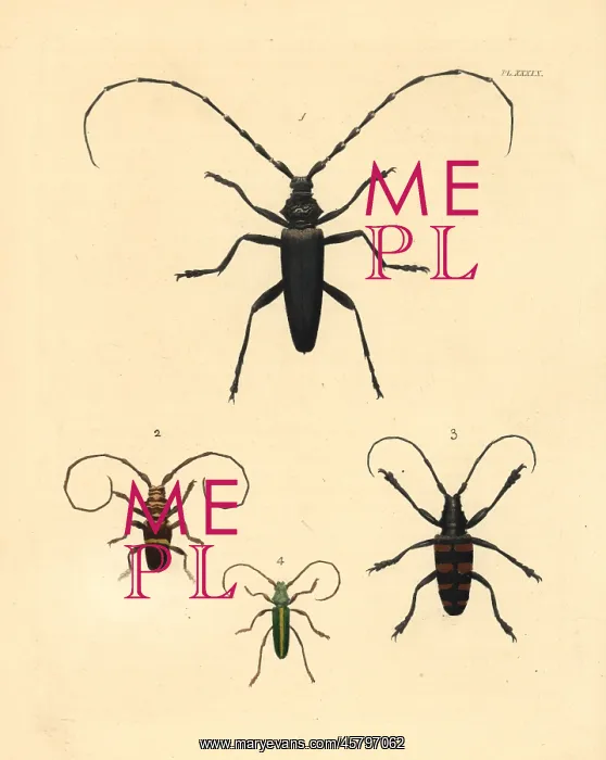 : Exotic beetles : Exotic beetles
