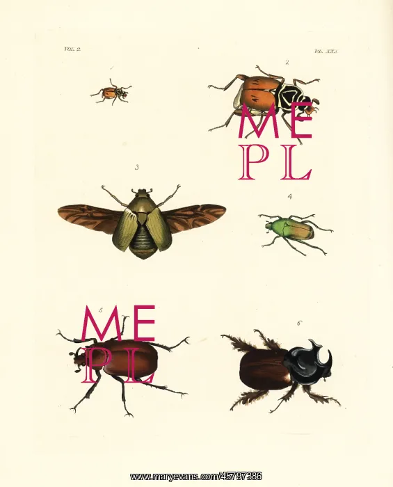 : Exotic beetles : Exotic beetles