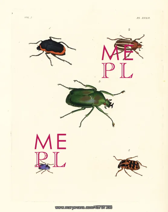 : Exotic beetles : Exotic beetles