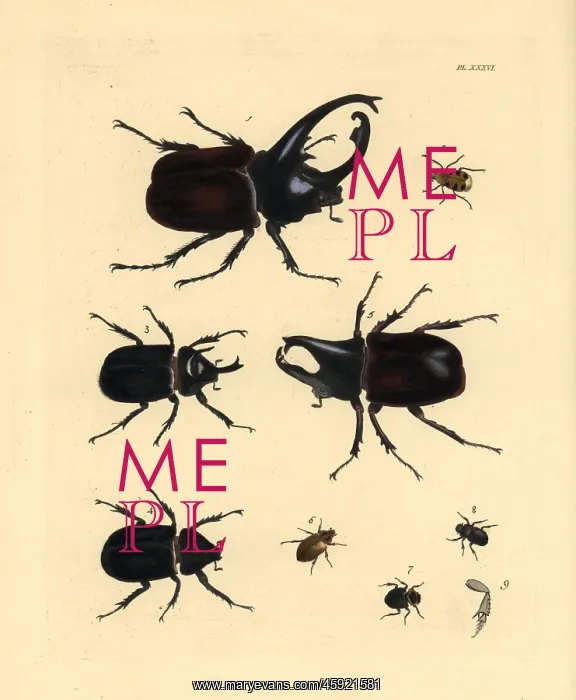  : Exotic beetles