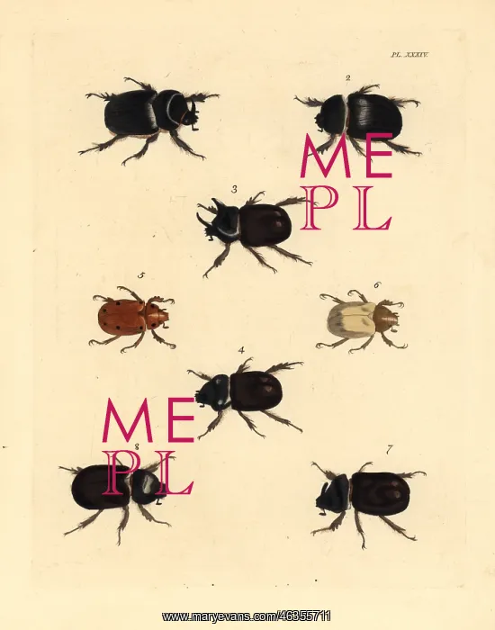 : Exotic beetles : Exotic beetles