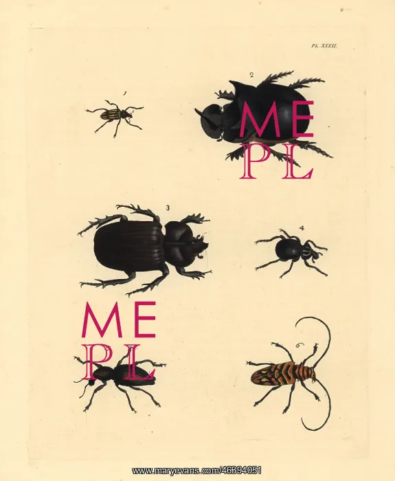  : Exotic beetles