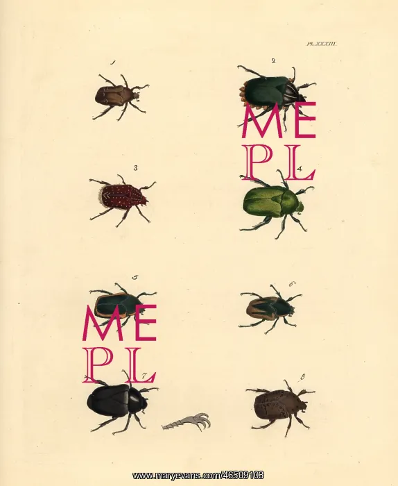 : Exotic beetles : Exotic beetles