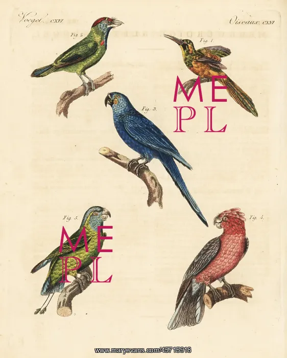 : Exotic birds : Exotic birds