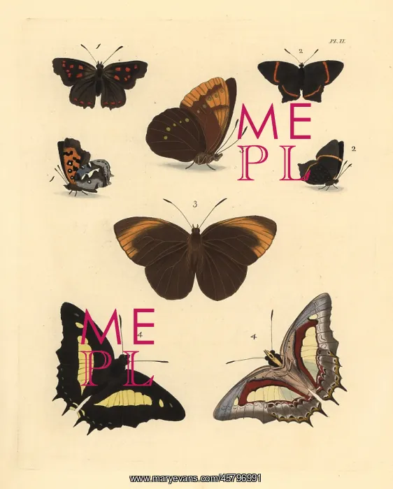 : Exotic butterflies : Exotic butterflies