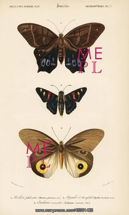 : Exotic butterflies : Exotic butterflies