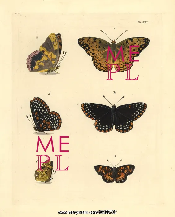: Exotic butterflies : Exotic butterflies