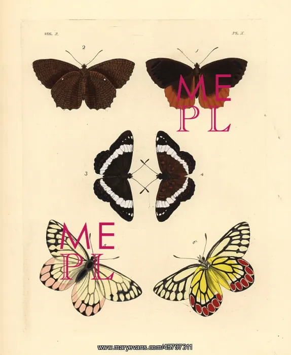 : Exotic butterflies including the common jezebel : Exotic butterflies including the common jezebel