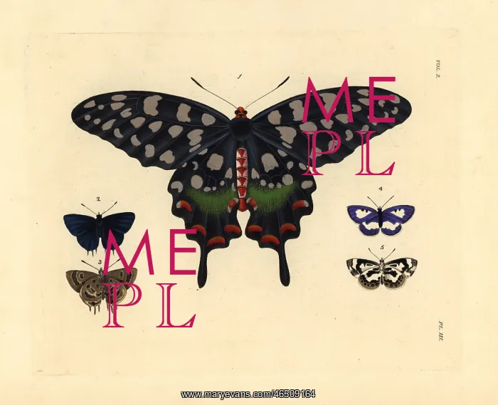  : Exotic butterflies including the Madagascar