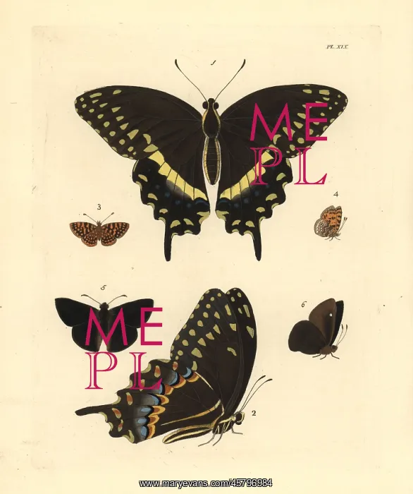 : Exotic butterflies including the palamedes swallowtail : Exotic butterflies including the palamedes swallowtail
