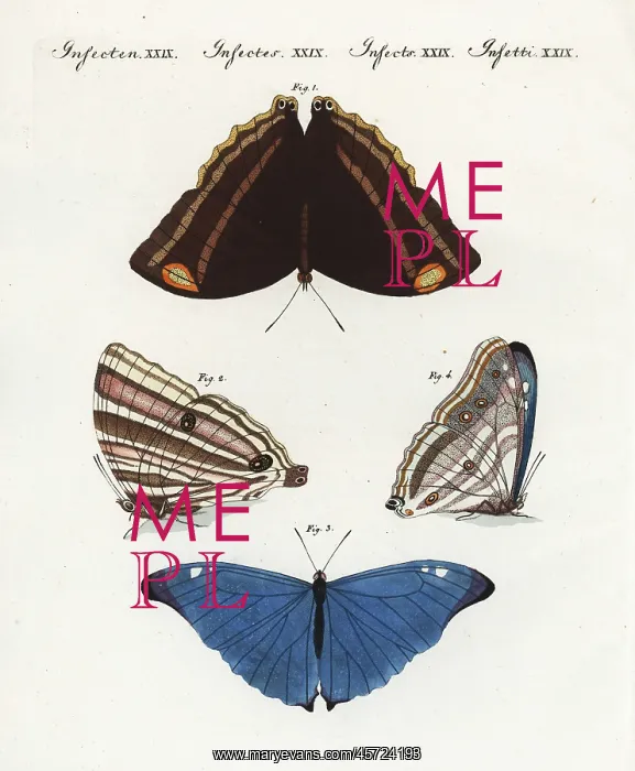 : Exotic butterflies of Surinam : Exotic butterflies of Surinam