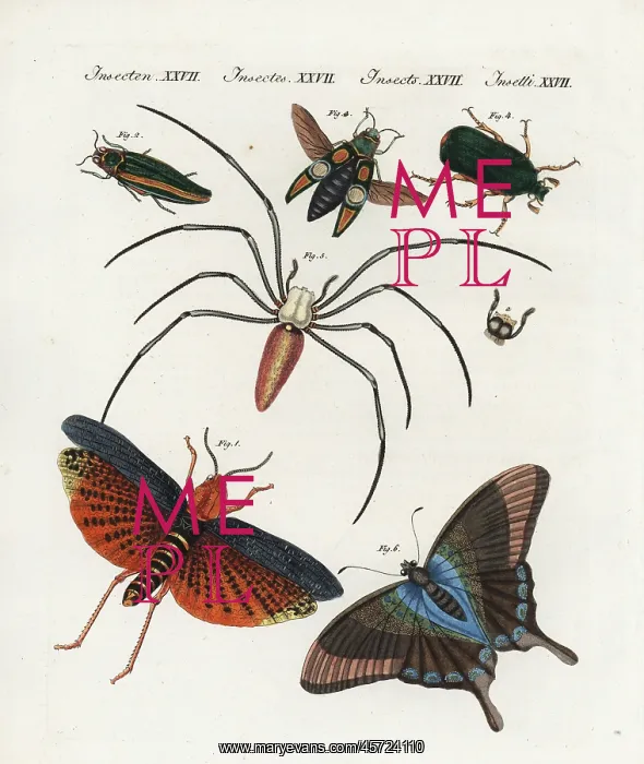 : Exotic Chinese insects : Exotic Chinese insects
