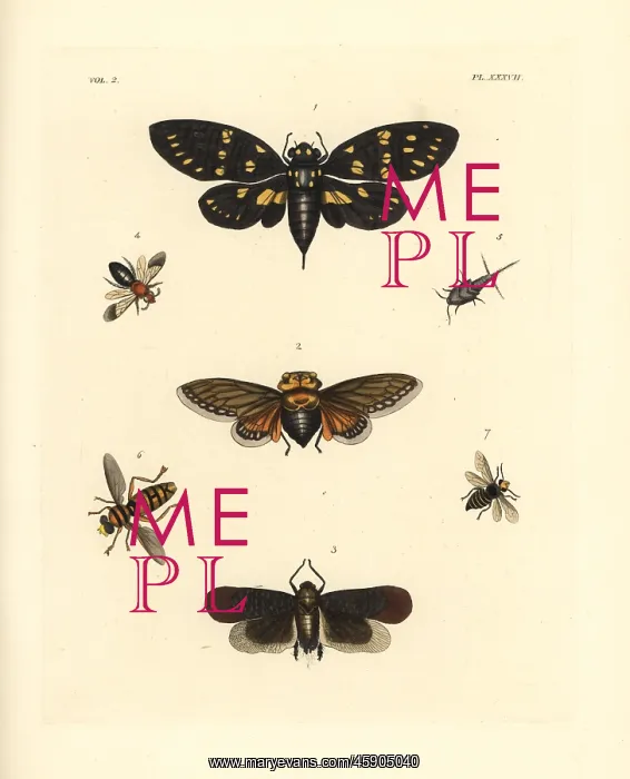 : Exotic cicadas and wasps : Exotic cicadas and wasps