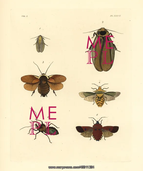 : Exotic cockroaches and stink bugs : Exotic cockroaches and stink bugs