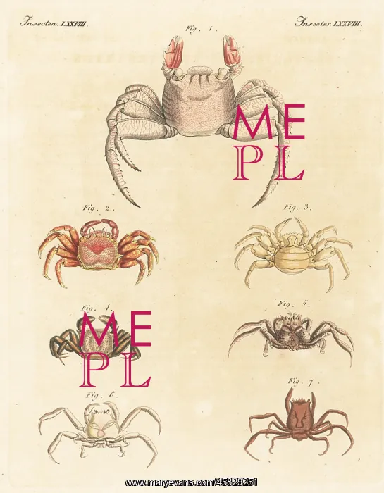 : Exotic crab species : Exotic crab species