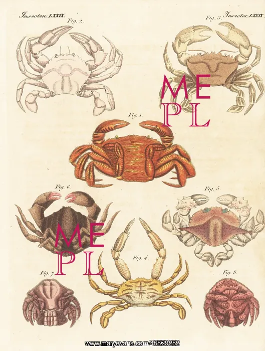 : Exotic crab species : Exotic crab species