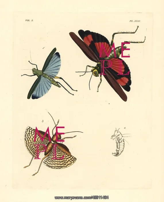 : Exotic crickets and grasshoppers : Exotic crickets and grasshoppers