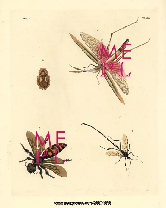 : Exotic crickets and wasps : Exotic crickets and wasps