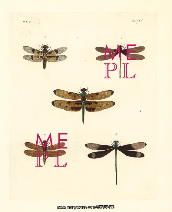 : Exotic dragonflies and damselflies : Exotic dragonflies and damselflies