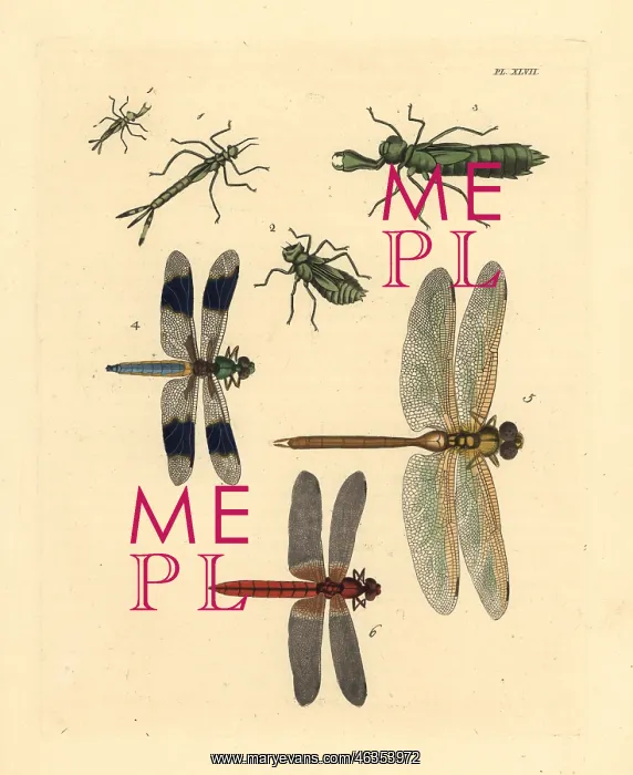 : Exotic dragonflies, darners and skimmers : Exotic dragonflies, darners and skimmers