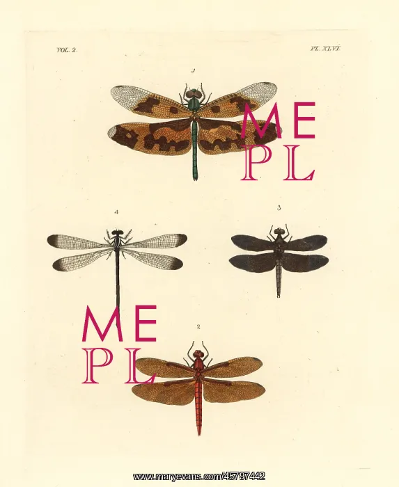 : Exotic dragonflies and skimmers : Exotic dragonflies and skimmers