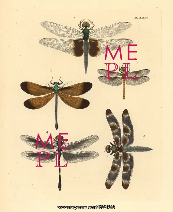 : Exotic dragonflies and skimmers : Exotic dragonflies and skimmers