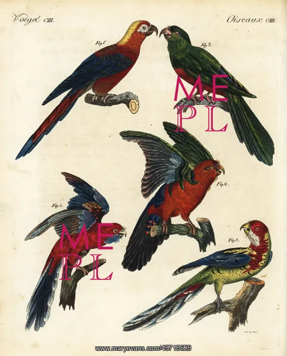 : Exotic and extinct parrots : Exotic and extinct parrots