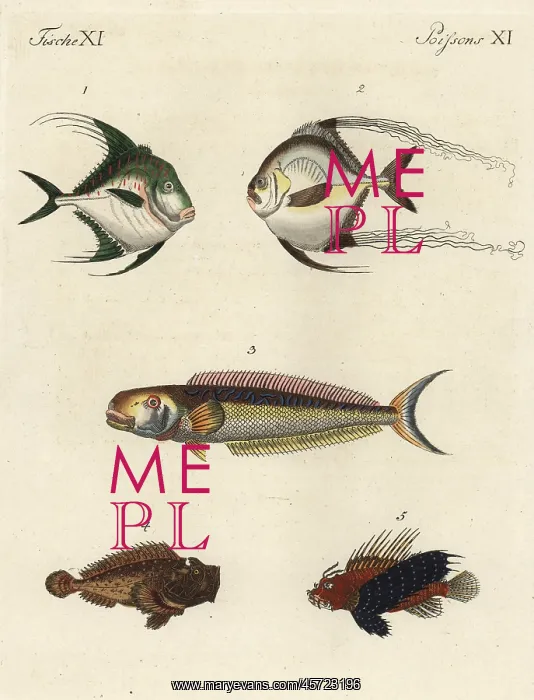 : Exotic fish : Exotic fish