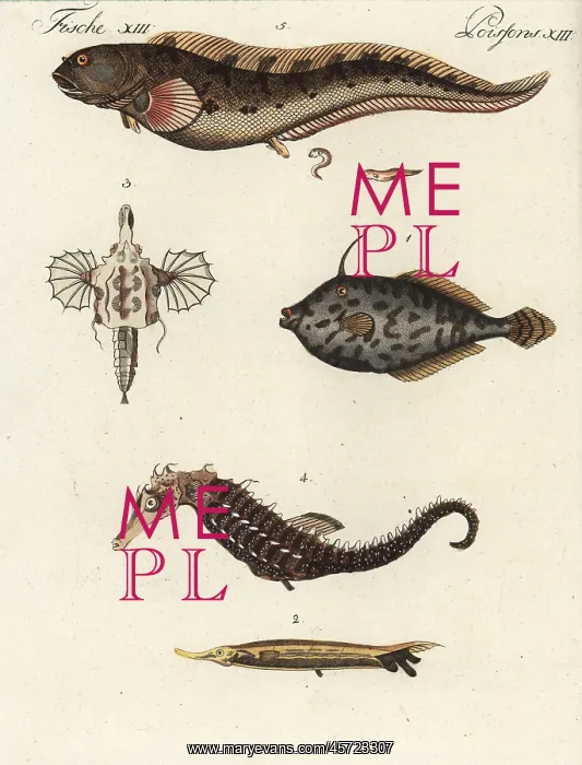 : Exotic fish : Exotic fish