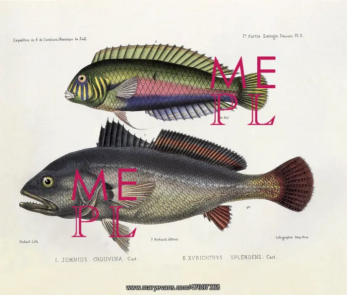  : Exotic Fish
