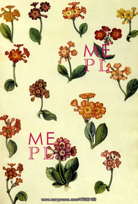 : Exotic Flowers : Exotic Flowers