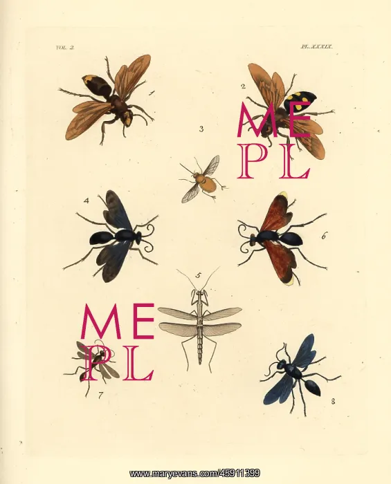  : Exotic hornets, wasps and bees