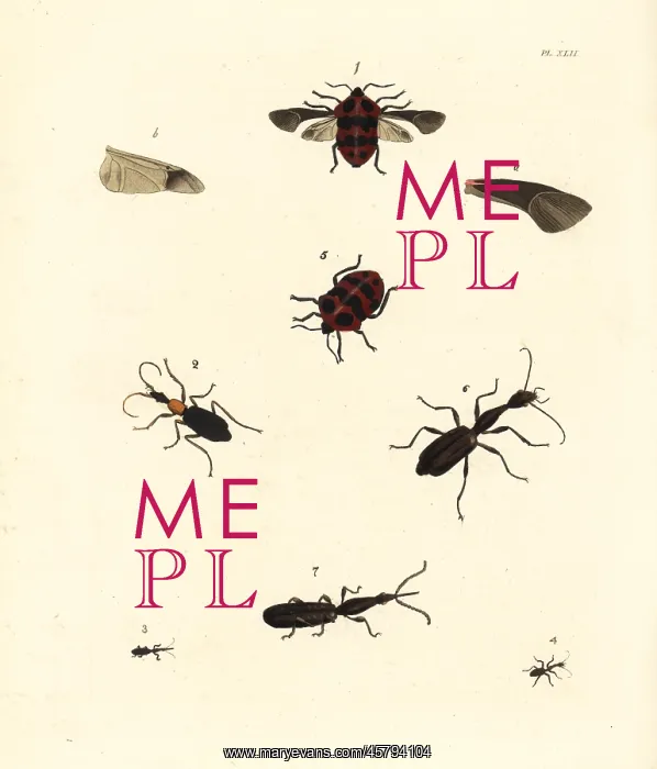 : Exotic insects : Exotic insects