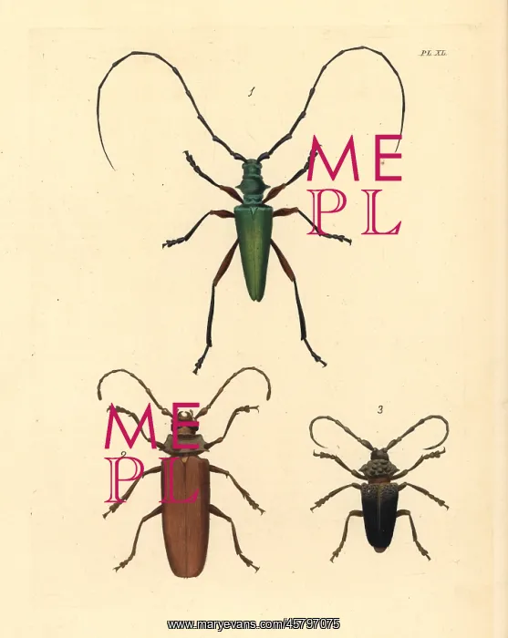 : Exotic longhorn beetles : Exotic longhorn beetles