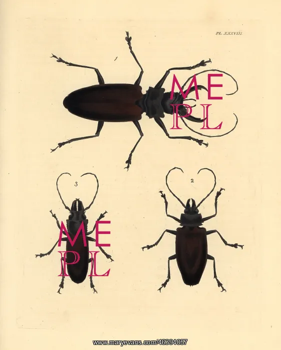 : Exotic longhorn beetles : Exotic longhorn beetles