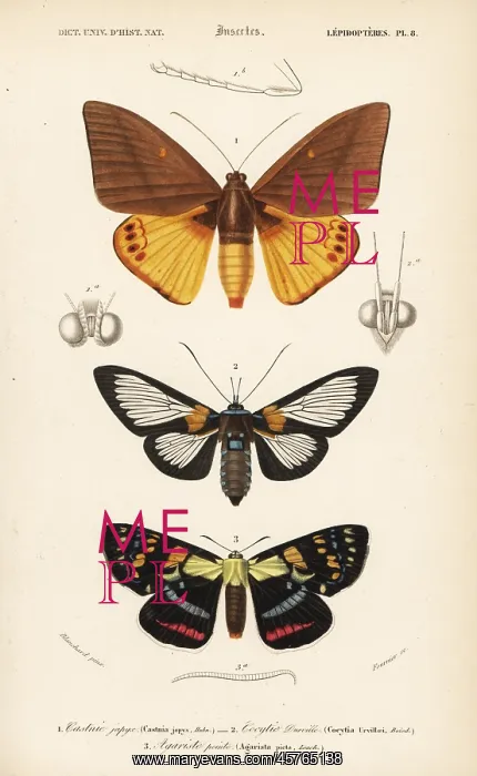 : Exotic moths : Exotic moths