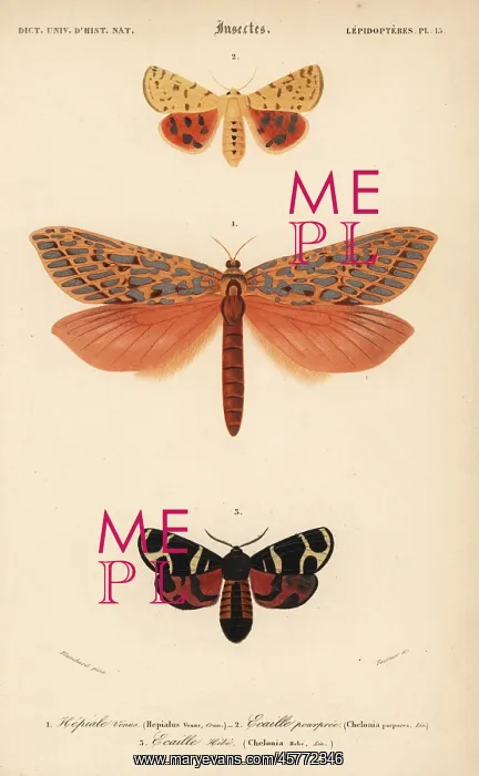 : Exotic moths : Exotic moths