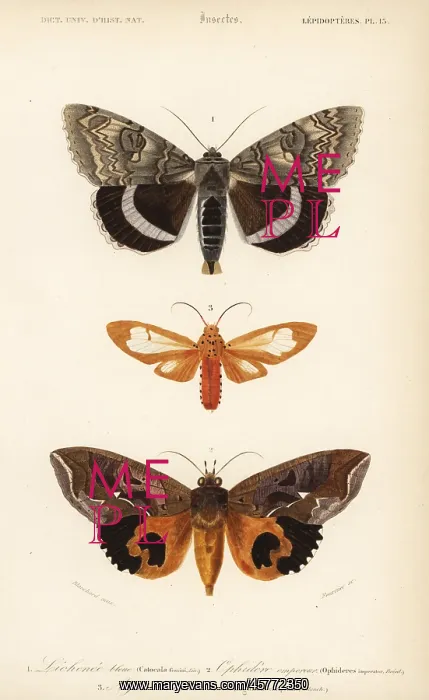 : Exotic moths : Exotic moths