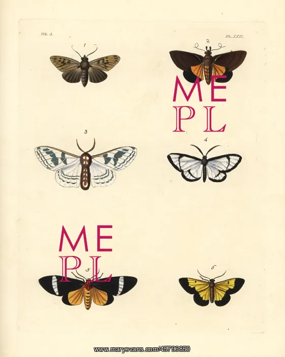 : Exotic moths : Exotic moths
