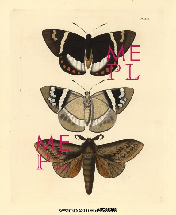 : Exotic moths : Exotic moths